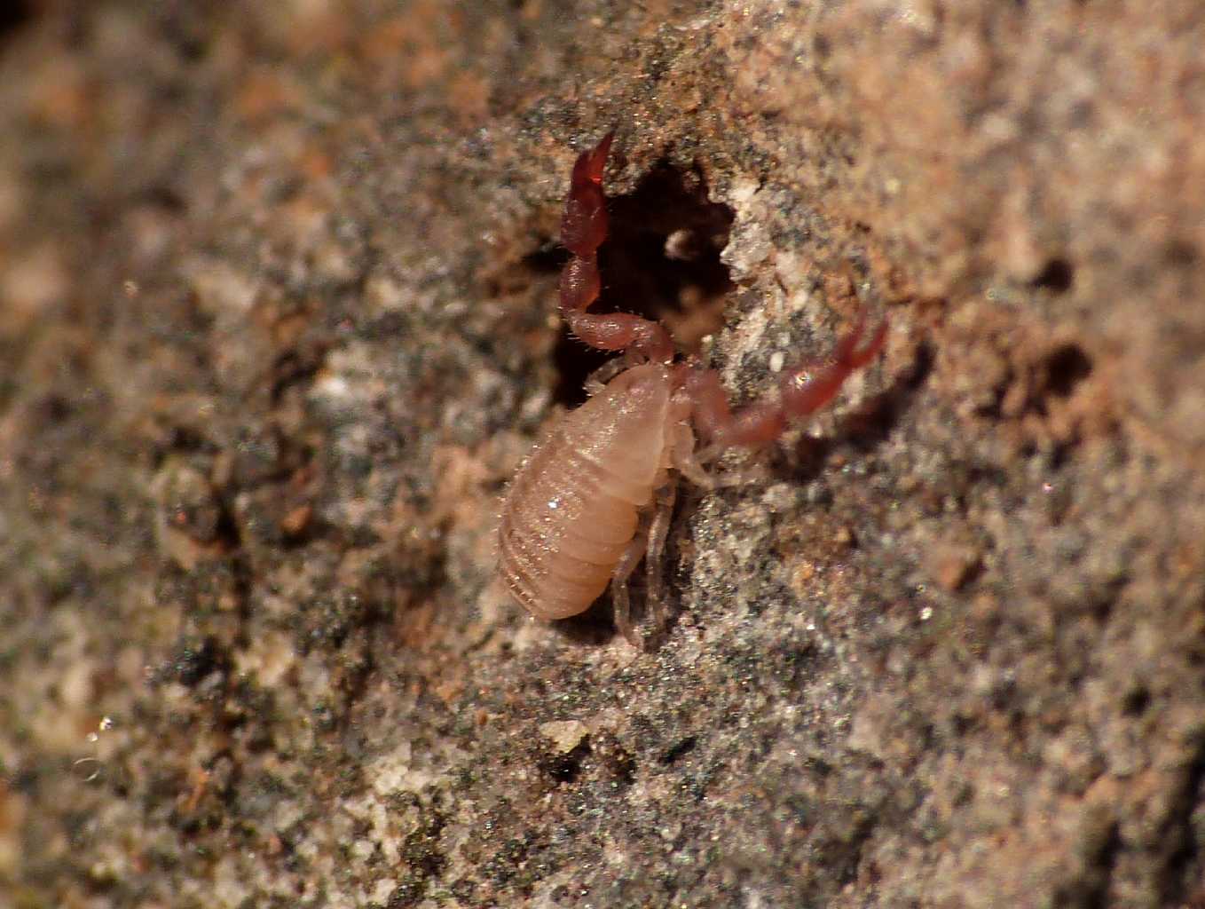 Piccoli Chernetidae poco pigmentati - Caffarella (RM)